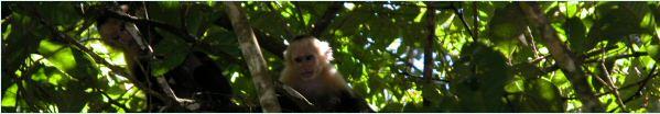 White faced monkeys in the Costa Rican Mid Pacific