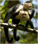 White Faced Monkeys in Manuel Antonio, Costa Rica