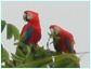 Wildlife in Costa Rica, the Scarlet Macaw